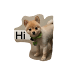 Bushi the dog（個別スタンプ：1）