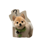 Bushi the dog（個別スタンプ：2）