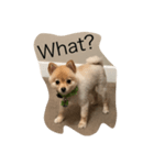 Bushi the dog（個別スタンプ：3）