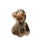 Bushi the dog（個別スタンプ：6）