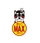 柴犬の使えそうなスタンプ（個別スタンプ：14）