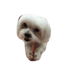I love the dog（個別スタンプ：1）