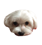 I love the dog（個別スタンプ：2）
