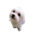 I love the dog（個別スタンプ：3）