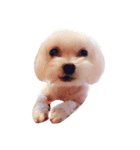 I love the dog（個別スタンプ：4）