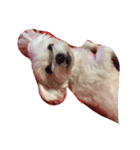 I love the dog（個別スタンプ：6）