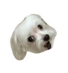 I love the dog（個別スタンプ：8）