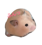 キンクマハムスターだいふくスタンプ（個別スタンプ：2）
