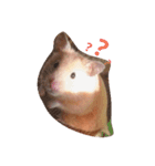 キンクマハムスターだいふくスタンプ（個別スタンプ：3）