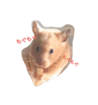 キンクマハムスターだいふくスタンプ（個別スタンプ：5）