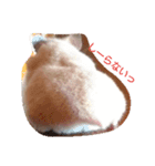 キンクマハムスターだいふくスタンプ（個別スタンプ：6）