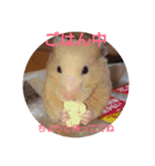 キンクマハムスターだいふくスタンプ（個別スタンプ：11）