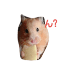 キンクマハムスターだいふくスタンプ（個別スタンプ：12）