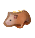 キンクマハムスターだいふくスタンプ（個別スタンプ：15）