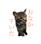 うちんちのねこ写真スタンプ（個別スタンプ：4）