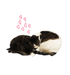 うちんちのねこ写真スタンプ（個別スタンプ：7）