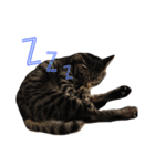 うちんちのねこ写真スタンプ（個別スタンプ：8）