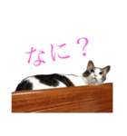 うちんちのねこ写真スタンプ（個別スタンプ：15）
