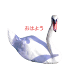 Swanstamp（個別スタンプ：1）