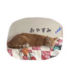 うちの猫 うみの写真スタンプ（個別スタンプ：4）