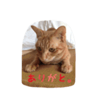 うちの猫 うみの写真スタンプ（個別スタンプ：11）