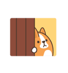 Belly Corgi コーギー 「 動く！ 」（個別スタンプ：22）