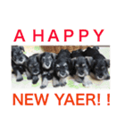2018新年おめでとう犬（個別スタンプ：12）