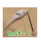 シマ鳥さんちの鳥等（個別スタンプ：5）