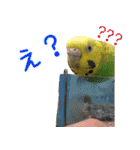 シマ鳥さんちの鳥等（個別スタンプ：8）