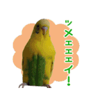 シマ鳥さんちの鳥等（個別スタンプ：10）