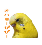 シマ鳥さんちの鳥等（個別スタンプ：11）