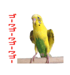 シマ鳥さんちの鳥等（個別スタンプ：12）