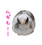 シマ鳥さんちの鳥等（個別スタンプ：23）