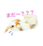 ぽぷちゃんらいふ（個別スタンプ：16）