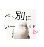 セキセイインコのチビです。（個別スタンプ：1）