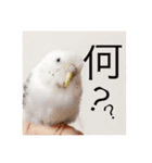 セキセイインコのチビです。（個別スタンプ：2）