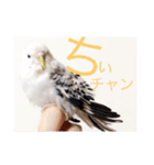 セキセイインコのチビです。（個別スタンプ：5）