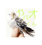 セキセイインコのチビです。（個別スタンプ：6）