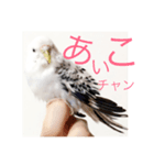 セキセイインコのチビです。（個別スタンプ：7）