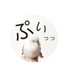 セキセイインコのチビです。（個別スタンプ：9）