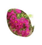 Fancy talk of the beautiful flowers（個別スタンプ：17）