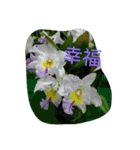 Fancy talk of the beautiful flowers（個別スタンプ：24）