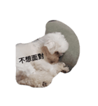 Dog Say What（個別スタンプ：8）