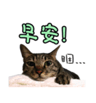 Pang Cat（個別スタンプ：3）