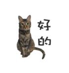 Pang Cat（個別スタンプ：6）