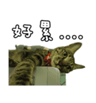 Pang Cat（個別スタンプ：12）