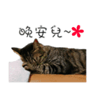 Pang Cat（個別スタンプ：13）