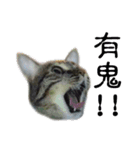 Pang Cat（個別スタンプ：14）