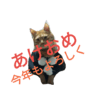 cat'scat's（個別スタンプ：1）