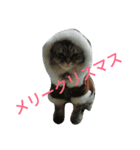 cat'scat's（個別スタンプ：2）